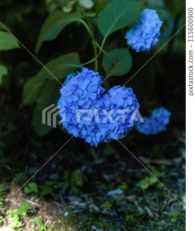 初夏，繡球花盛開 115600900