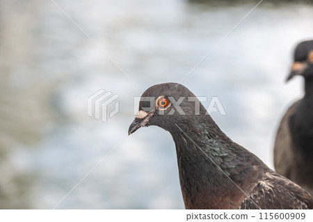 中之島公園的鴿子 中之島公園的鴿子 115600909