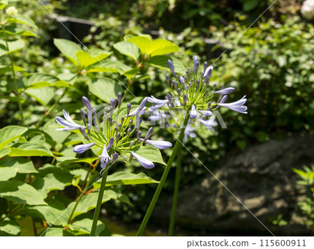Agapanthus blooming on the waterside 115600911