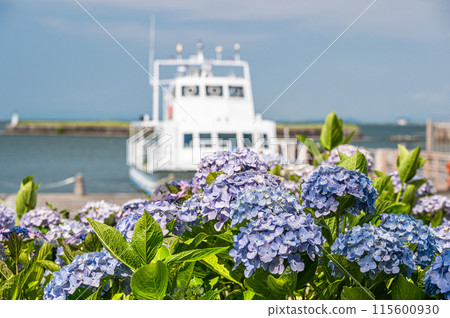 大津市琵琶湖畔的渚公園,夏季花朵盛開 大津市琵琶湖畔的渚公園,夏季花朵盛開 115600930