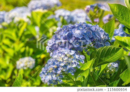 大津市琵琶湖畔的渚公園，夏季花朵盛開 115600934