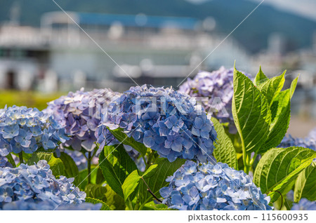 Hydrangeas blooming in summer at Nagisa Park, a park on the shores of Lake Biwa, Otsu City Hydrangeas blooming in summer at Nagisa Park, a park on the shores of Lake Biwa, Otsu City 115600935