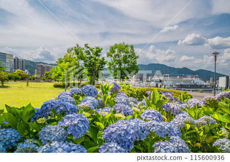 大津市琵琶湖畔的渚公園,夏季花朵盛開 大津市琵琶湖畔的渚公園,夏季花朵盛開 115600936