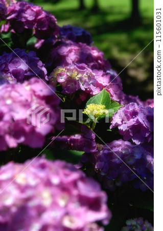 Hydrangea Road in Tako Town, Chiba Prefecture 115601031