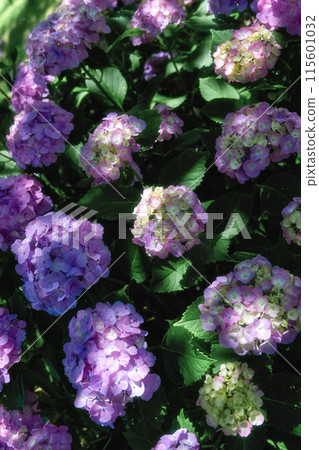 千葉縣多古町繡球路 115601032