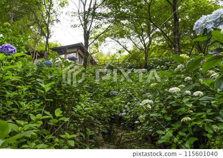 長谷寺的繡球花(奈良縣) 長谷寺的繡球花(奈良縣) 115601040