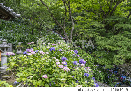 長谷寺的繡球花（奈良縣） 115601049