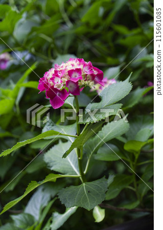 長谷寺的繡球花（奈良縣） 115601085