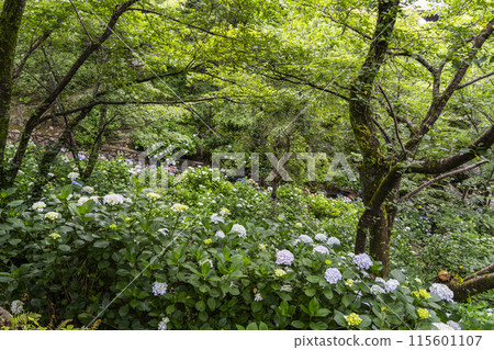Hydrangeas at Hasedera Temple (Nara Prefecture) 115601107
