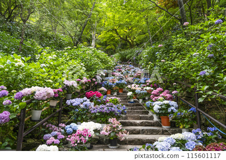 Hasedera Temple (Nara Prefecture) Hydrangea Corridor Hasedera Temple (Nara Prefecture) Hydrangea Corridor 115601117