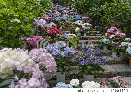 長谷寺（奈良縣）繡球花迴廊 115601154
