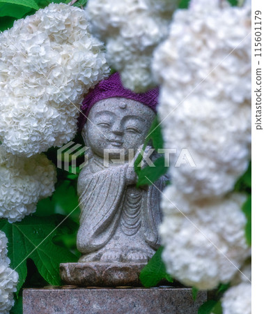Hydrangeas blooming at Nihonmatsuji Temple in Itako City, Ibaraki Prefecture 115601179
