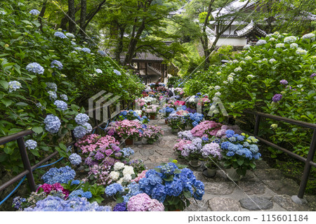 長谷寺(奈良縣)繡球花迴廊 長谷寺(奈良縣)繡球花迴廊 115601184