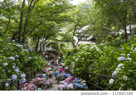 Hasedera Temple (Nara Prefecture) Hydrangea Corridor 115601189
