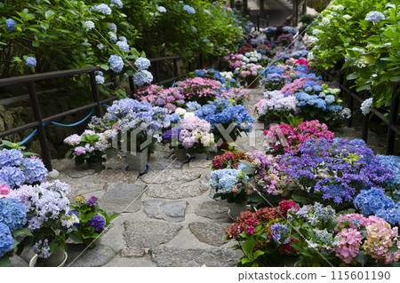 Hasedera Temple (Nara Prefecture) Hydrangea Corridor 115601190