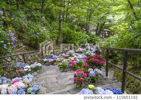 Hasedera Temple (Nara Prefecture) Hydrangea Corridor Hasedera Temple (Nara Prefecture) Hydrangea Corridor 115601192