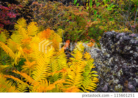 Onioshidashi Park in Autumn [Tsumagoi Village, Agatsuma District] 115601251