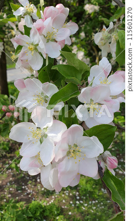 Closeup shot of lush blooming apple tree with white pink flowers on branch, appletree in full blossom in spring garden at sunny day. With no people springtime season vertical natural background. 115601270