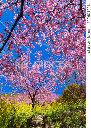 Early spring in Matsuda Town, Kanagawa Prefecture: Kawazu cherry blossoms and rape blossoms on Matsudayama Mountain 115601338