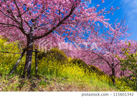 早春神奈川縣松田町松田山的河津櫻花和油菜花 115601342