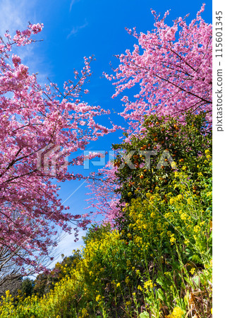 早春神奈川縣松田町松田山的河津櫻花和油菜花 早春神奈川縣松田町松田山的河津櫻花和油菜花 115601345