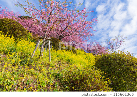 早春神奈川縣松田町松田山的河津櫻花和油菜花 早春神奈川縣松田町松田山的河津櫻花和油菜花 115601366