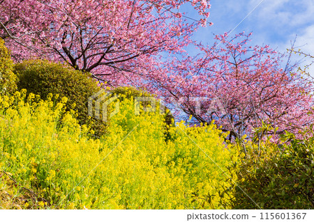 早春神奈川縣松田町松田山的河津櫻花和油菜花 早春神奈川縣松田町松田山的河津櫻花和油菜花 115601367