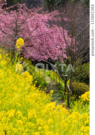 早春神奈川縣松田町松田山的河津櫻花和油菜花 早春神奈川縣松田町松田山的河津櫻花和油菜花 115601368