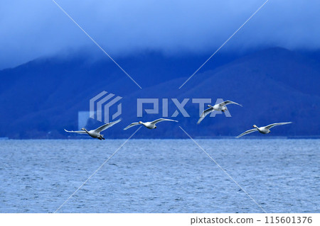 Swan of Inawashiro Swan of Inawashiro 115601376