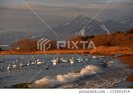 Swan of Inawashiro Swan of Inawashiro 115601414