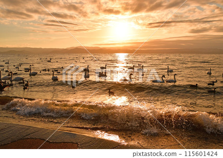 Swan of Inawashiro Swan of Inawashiro 115601424