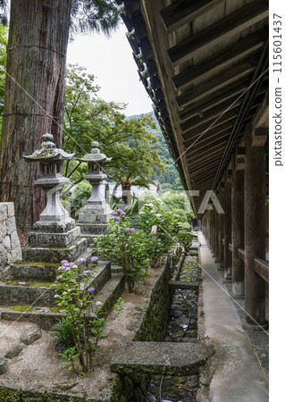 長谷寺盛開的繡球花(奈良縣) 長谷寺盛開的繡球花(奈良縣) 115601437