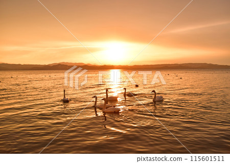 Swan in Lake Inawashiro 115601511