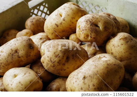 不使用農藥種植的馬鈴薯 115601522