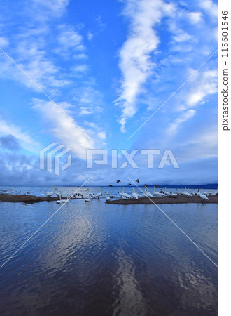 Swan of Inawashiro 115601546