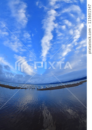 Swan of Inawashiro Swan of Inawashiro 115601547