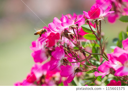 蜜蜂飛來採蜜 115601575