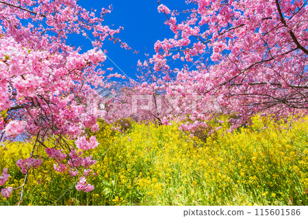 早春神奈川縣松田町松田山的河津櫻花和油菜花 115601586