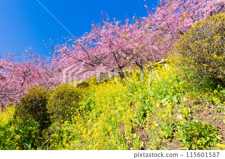 Early spring in Matsuda Town, Kanagawa Prefecture: Kawazu cherry blossoms and rape blossoms on Matsudayama Mountain 115601587