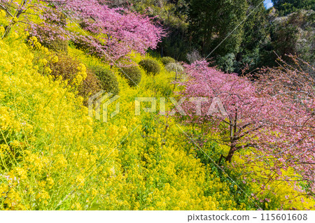 Early spring in Matsuda Town, Kanagawa Prefecture: Kawazu cherry blossoms and rape blossoms on Matsudayama Mountain 115601608