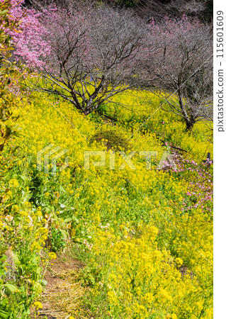 早春神奈川縣松田町松田山的河津櫻花和油菜花 早春神奈川縣松田町松田山的河津櫻花和油菜花 115601609