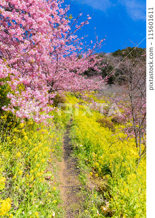 Early spring in Matsuda Town, Kanagawa Prefecture: Kawazu cherry blossoms and rape blossoms on Matsudayama Mountain Early spring in Matsuda Town, Kanagawa Prefecture: Kawazu cherry blossoms and rape blossoms on Matsudayama Mountain 115601611