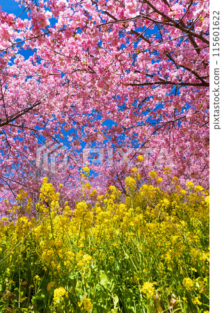 Early spring in Matsuda Town, Kanagawa Prefecture: Kawazu cherry blossoms and rape blossoms on Matsudayama Mountain 115601622