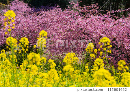 Early spring in Matsuda Town, Kanagawa Prefecture: Kawazu cherry blossoms and rape blossoms on Matsudayama Mountain 115601632