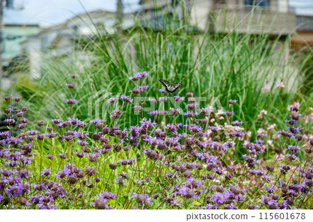 Cleveland sage and swallowtail butterfly, Miyamae Park Cleveland sage and swallowtail butterfly, Miyamae Park 115601678