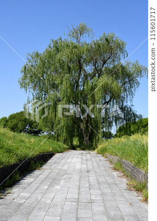 從關宿城渡輪碼頭到關宿城博物館的道路前矗立著一棵巨大的柳樹。 從關宿城渡輪碼頭到關宿城博物館的道路前矗立著一棵巨大的柳樹。 115601717