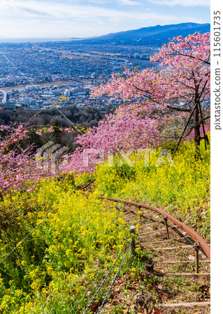 Early spring in Matsuda Town, Kanagawa Prefecture: Kawazu cherry blossoms and rape blossoms on Matsudayama Mountain Early spring in Matsuda Town, Kanagawa Prefecture: Kawazu cherry blossoms and rape blossoms on Matsudayama Mountain 115601735