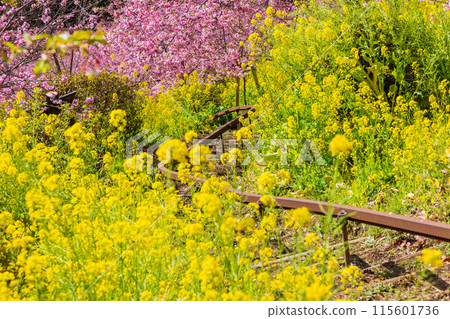 Early spring in Matsuda Town, Kanagawa Prefecture: Kawazu cherry blossoms and rape blossoms on Matsudayama Mountain Early spring in Matsuda Town, Kanagawa Prefecture: Kawazu cherry blossoms and rape blossoms on Matsudayama Mountain 115601736