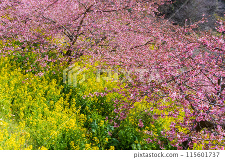 早春神奈川縣松田町松田山的河津櫻花和油菜花 早春神奈川縣松田町松田山的河津櫻花和油菜花 115601737