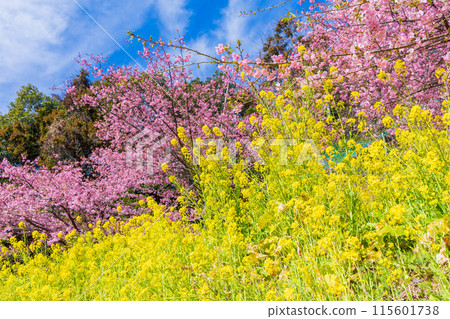 早春神奈川縣松田町松田山的河津櫻花和油菜花 早春神奈川縣松田町松田山的河津櫻花和油菜花 115601738